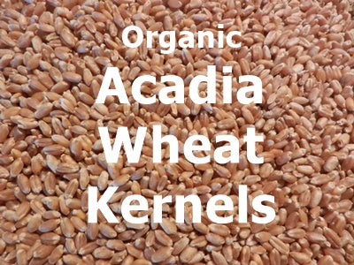 Organic Acadia Wheat Kernels