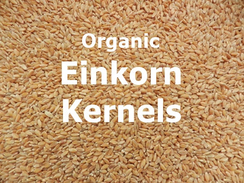 Organic Einkorn Kernels