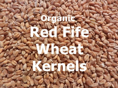 Organic Red Fife Wheat Kernels